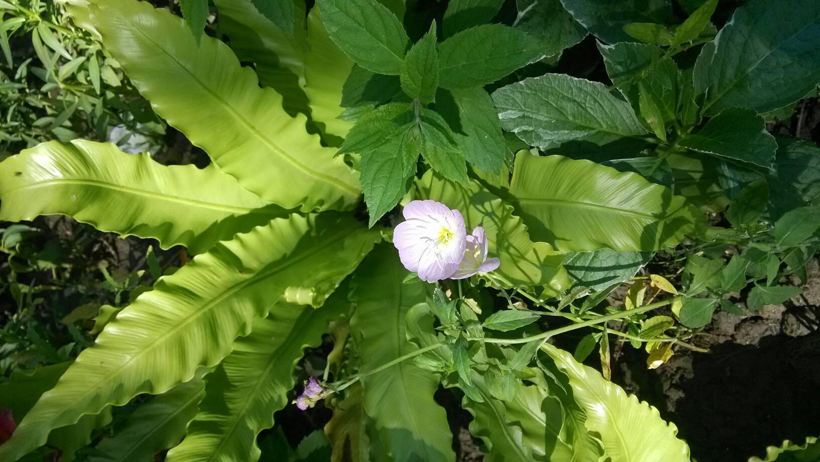 久久久久亚洲av成人片